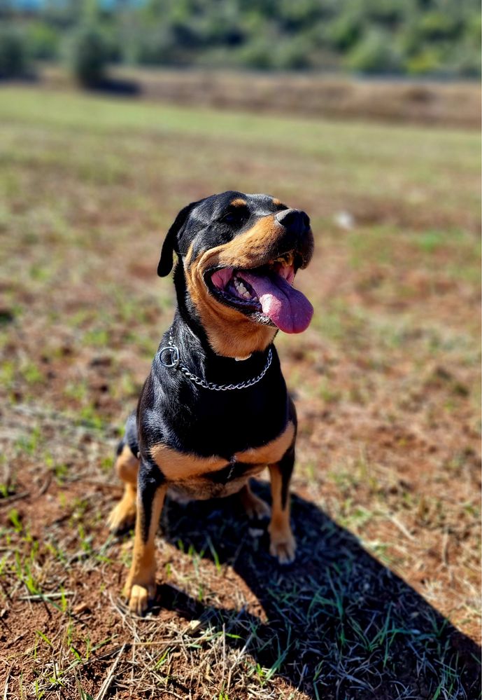 Adocao responsavel Rottweiler femea