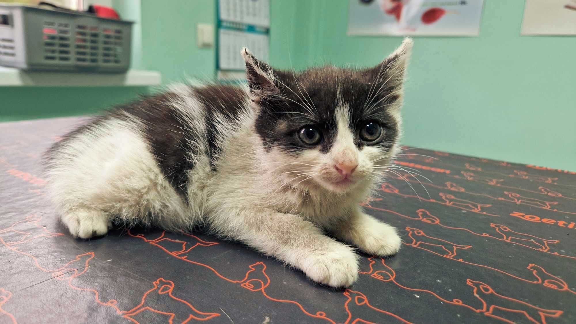 MIni - wyjątkowa półroczna kotka z trudnym startem w życie do adopcji