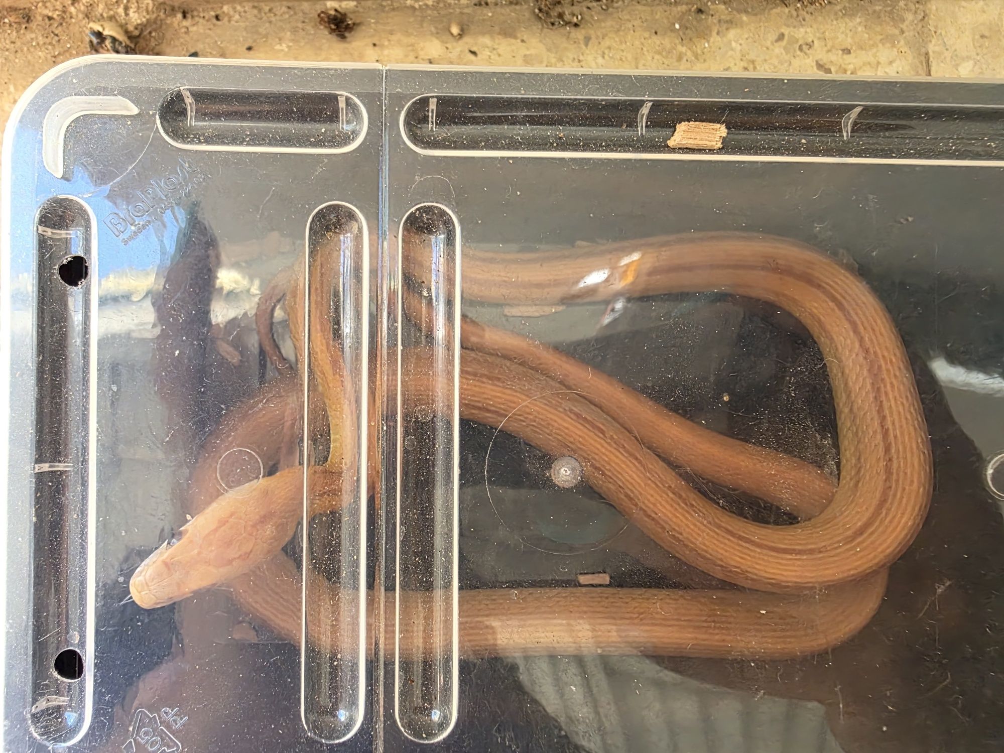 Casal cobras do milho
