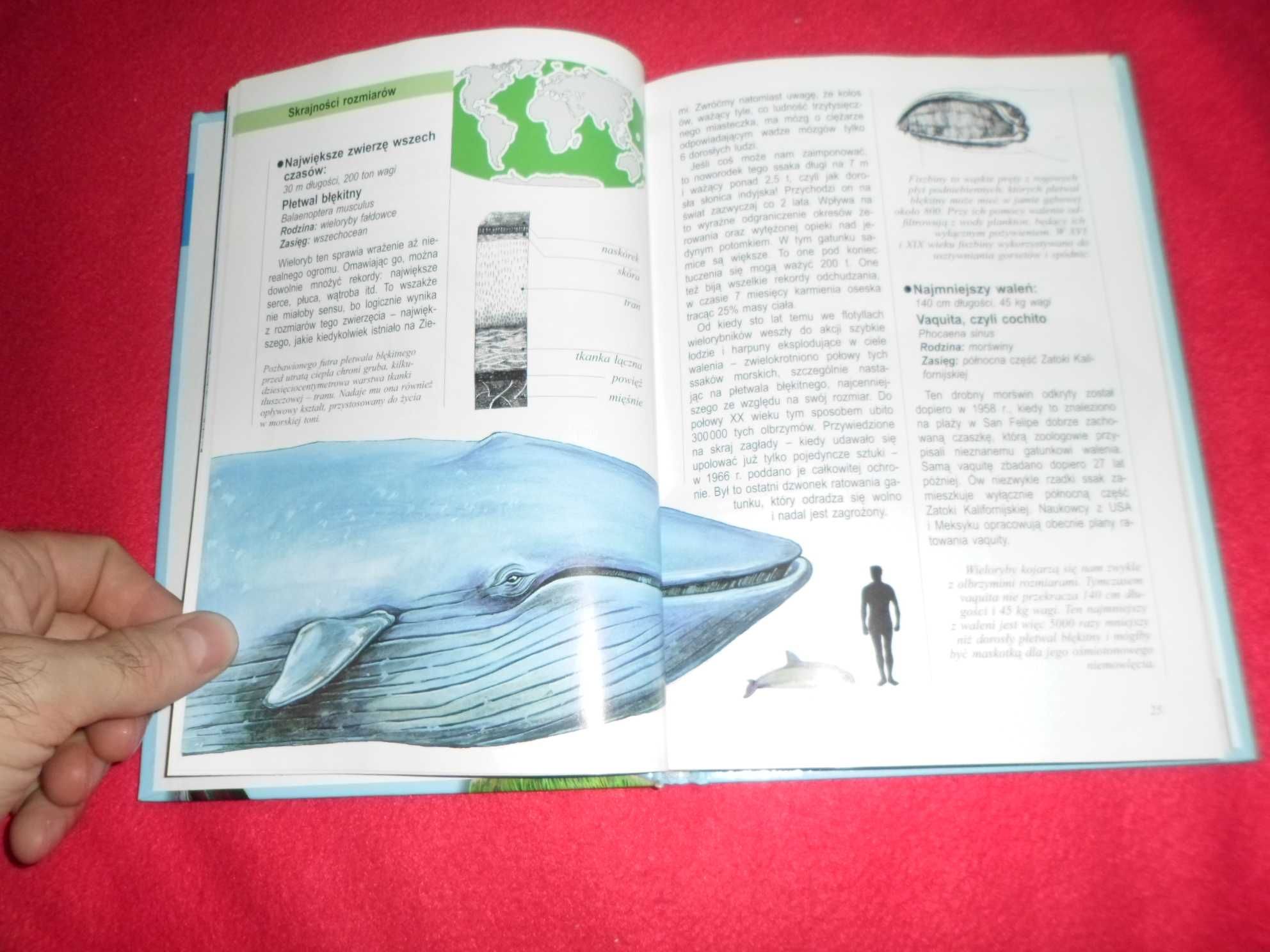 Ilustrowana encyklopedia ssaków [ tekst  Andrzej Trepka , Ilustracja K
