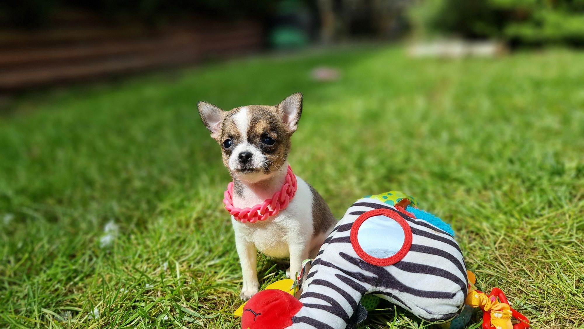 Suczka chihuahua krótkowłosa biała ze znaczeniami