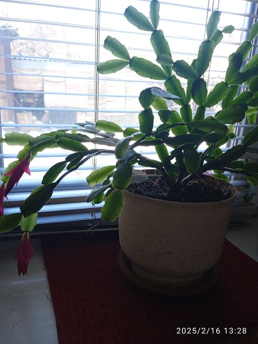 Продаю рождественник (ракова шийка)кактусы, панданус