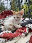 Devon rex kocurek , rodowod FPL