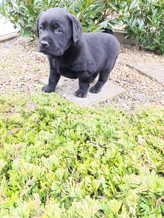 Labrador Retriever czarny pies szczeniak
