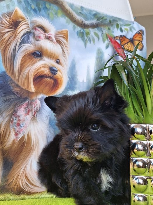Yorkshire terrier czarny z rodowodem