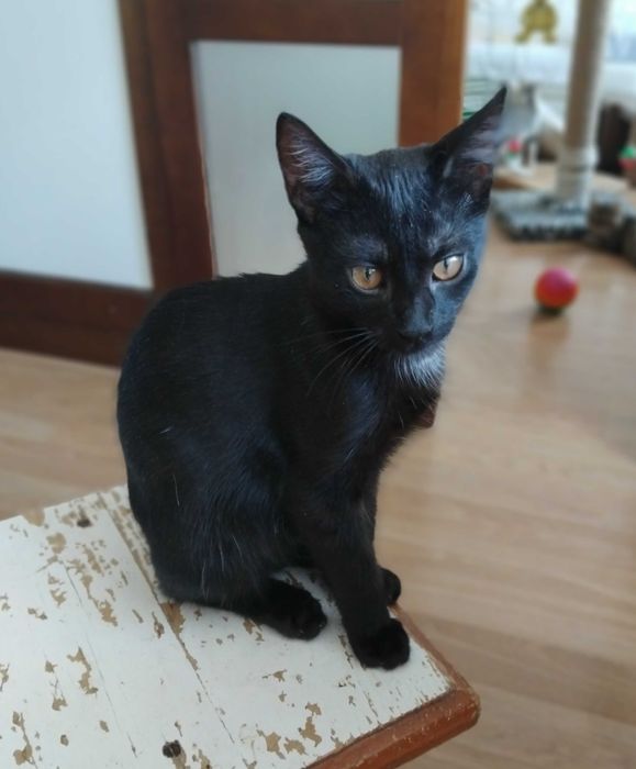 Красунчик метис брюнет Денчик (Даніель)