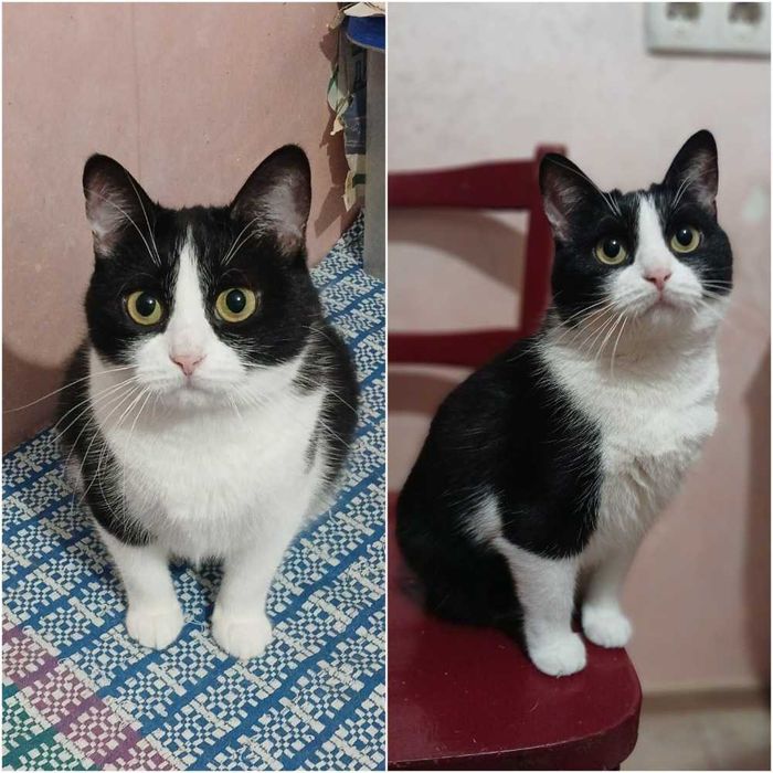 Маленькая кошка с выразительной мордашкой, 2 года