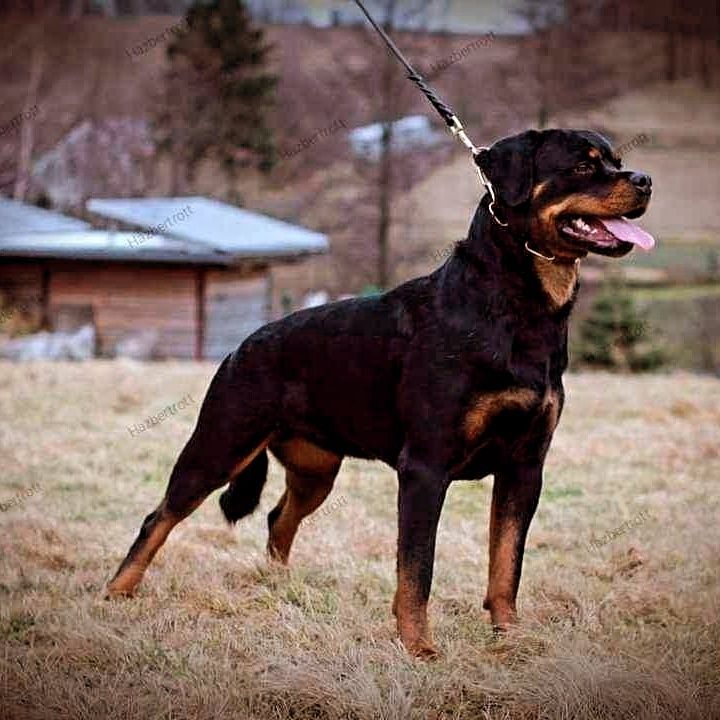 Rottweiler piesek FCI