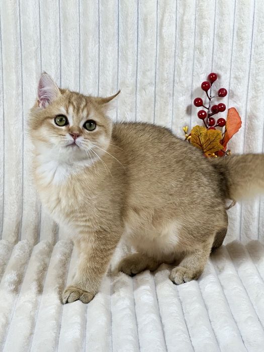 Чудове клубне кошеня золота шиншила