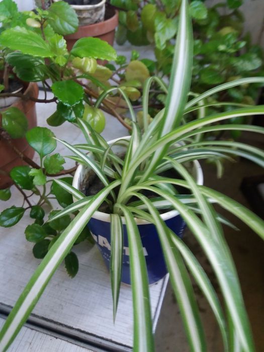 хлорофитум цветок