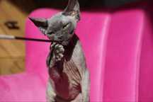 Niebieski kocurek, reproduktor szuka kochającego domu, Devon rex