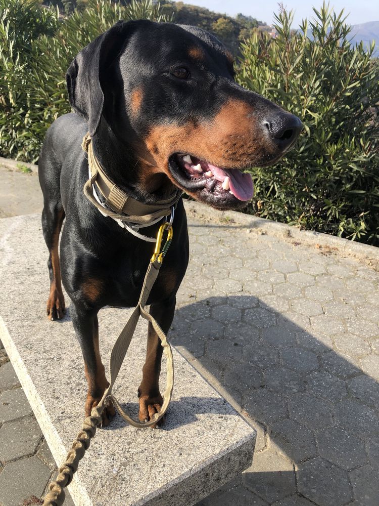 Dobermann puro para montas