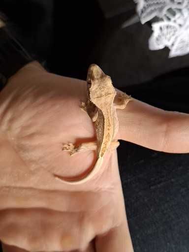 Gekon Orzęsiony Młode