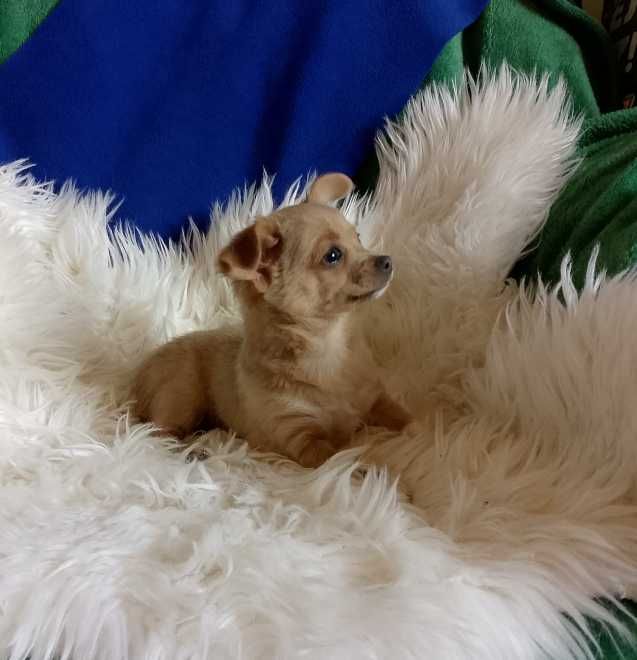 Chihuahua chłopiec długowłosy