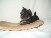 Platynowo złoty Yorkshire terrier Rodowód paszport wyprawka