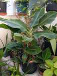Bananeira com rebento