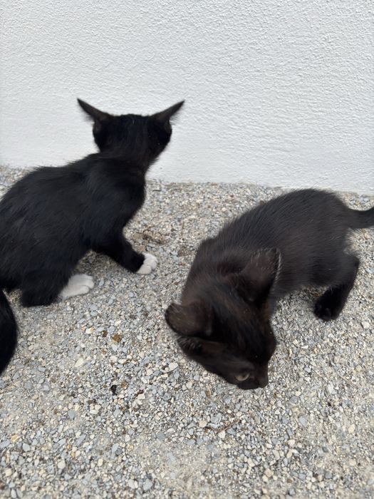 Gatinhos para adoção