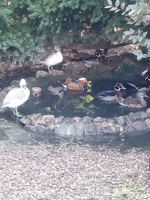 Kaczki ozdobne 2025r