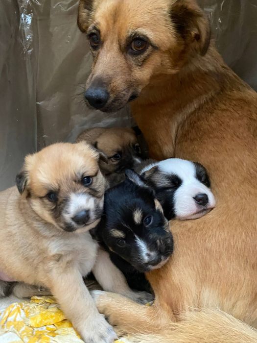 Отдам щенков в добрые руки.