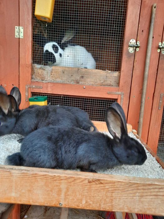 Samiec i Samice OSC Olbrzym Srokacz Czarny z rodowodem