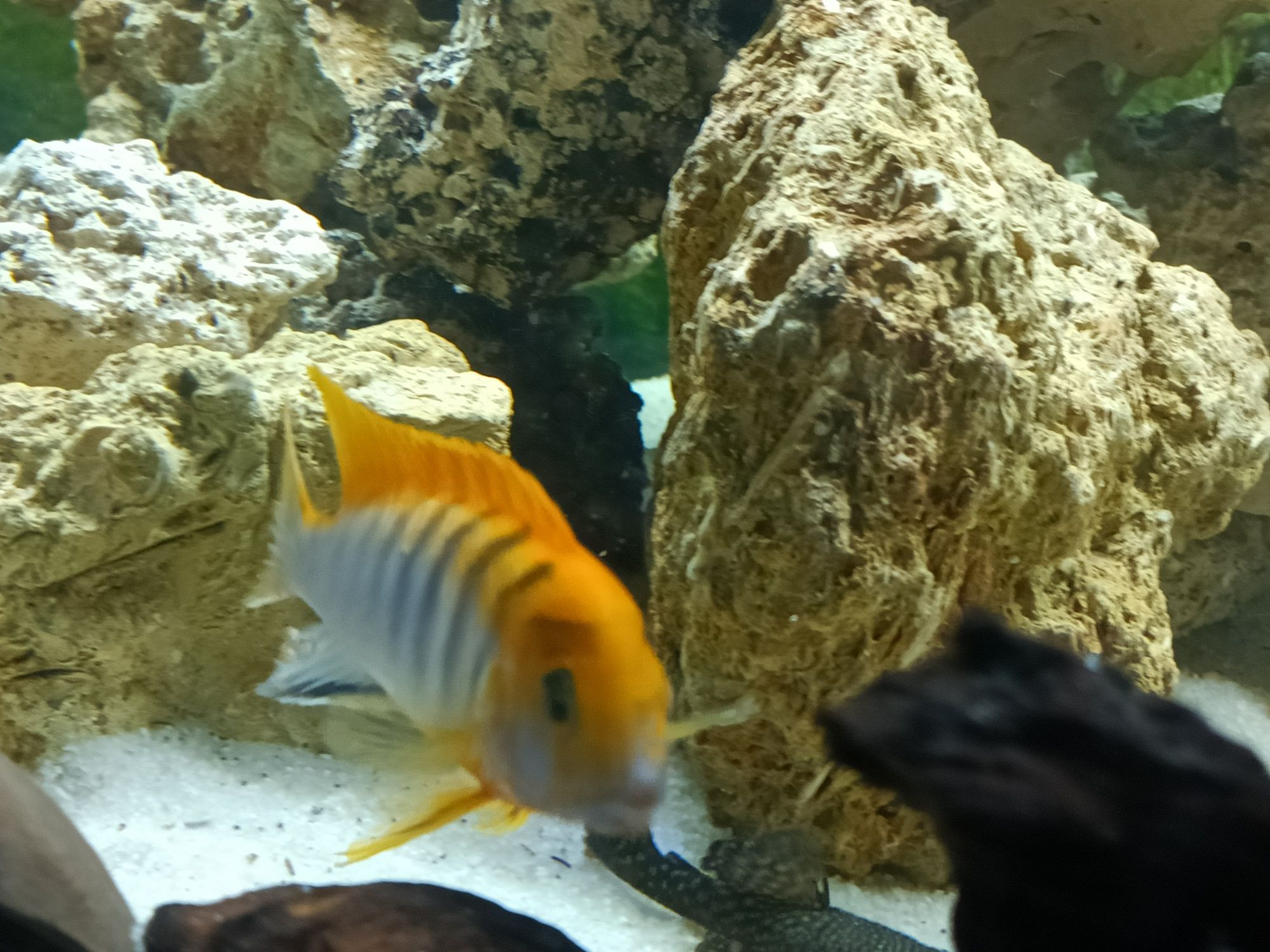 Macho Labidochromis sp Hongi, ciclideo