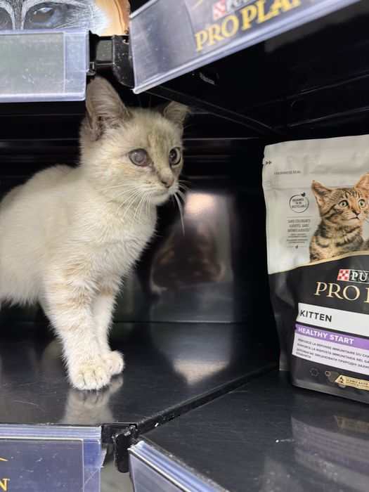 Кішечка  в пошуках сімї