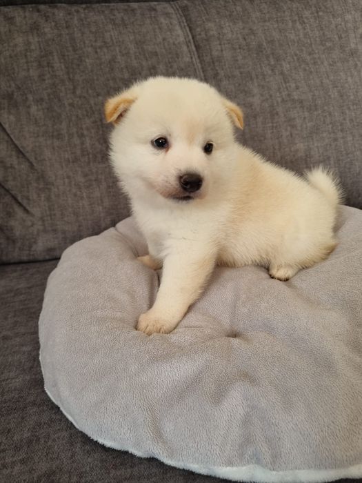 Shiba inu piesek kremowy rezerwacja