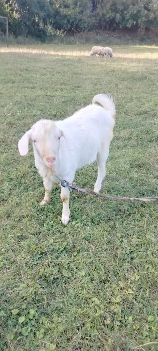 Продам цапка парувального віку