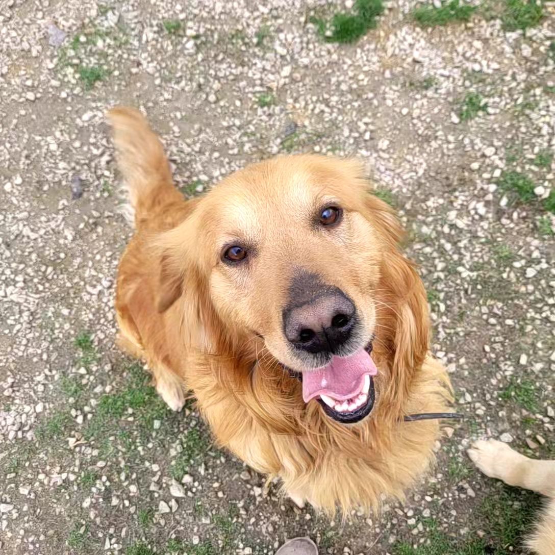 Golden retriever z rodowodem 5 letni