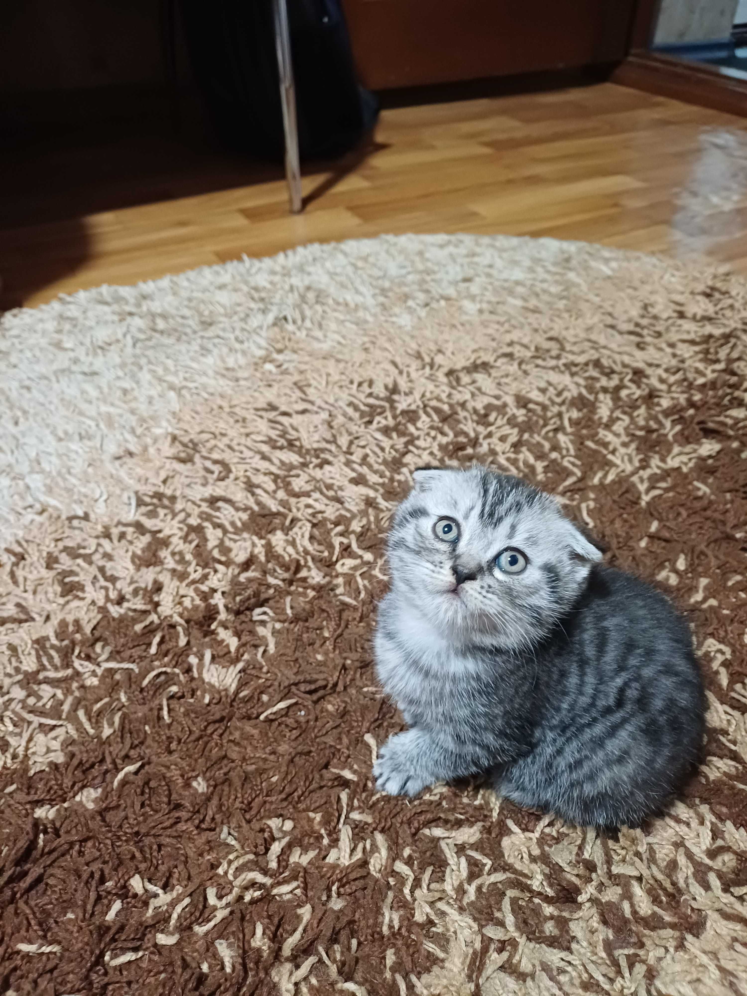 Шотландські висловухі кошенята