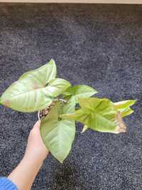 Syngonium confetti tricolor