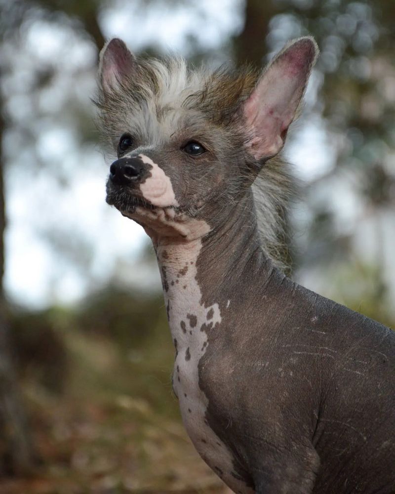 Lyborius Legacy - Chinese Crested Dog