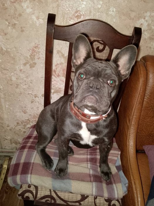 Французький бульдог