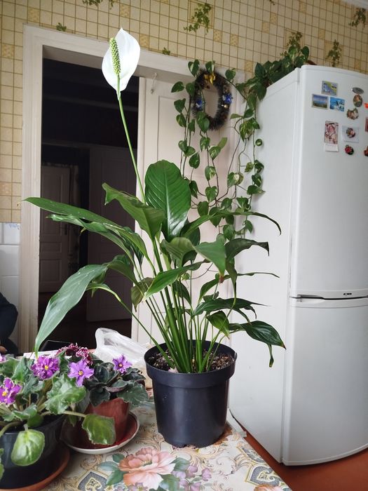 Фікус бенджаміна