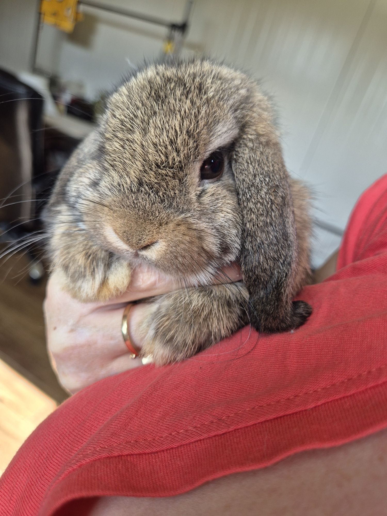 Króliczki Mini lop rasowe