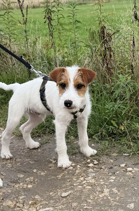 Samiec Parson Russell Terrier gotowy na zmiane domu