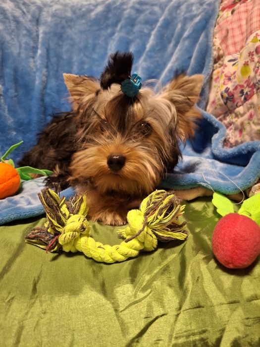 Хлопчик йорчик мілкий стандарт