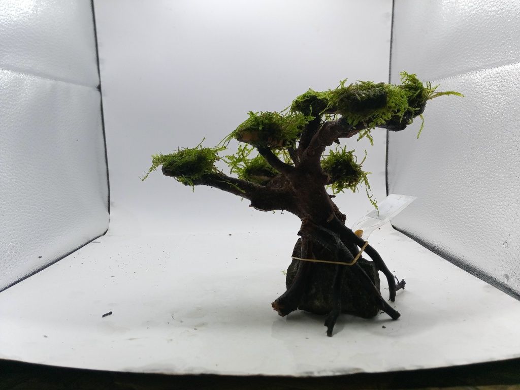 Drzewko bonsai naturalne