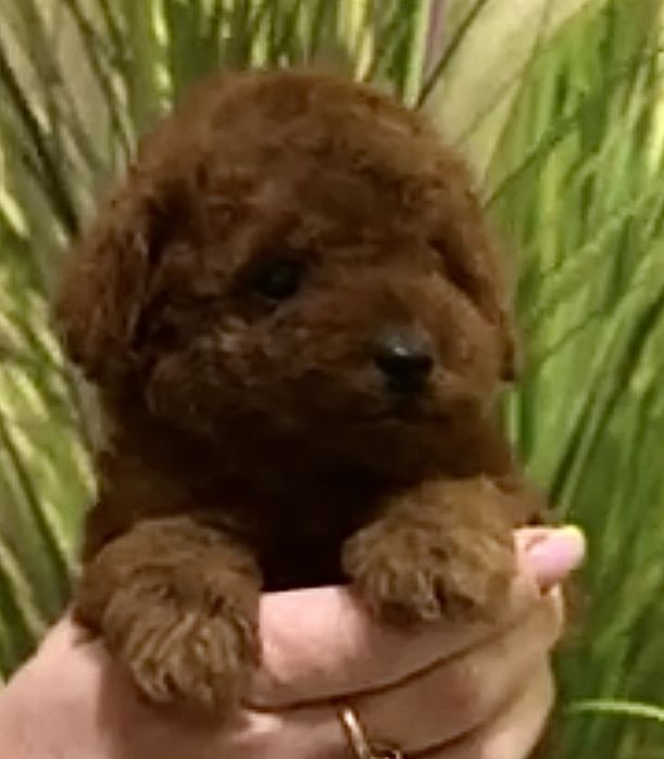 Мальчишка той пулель