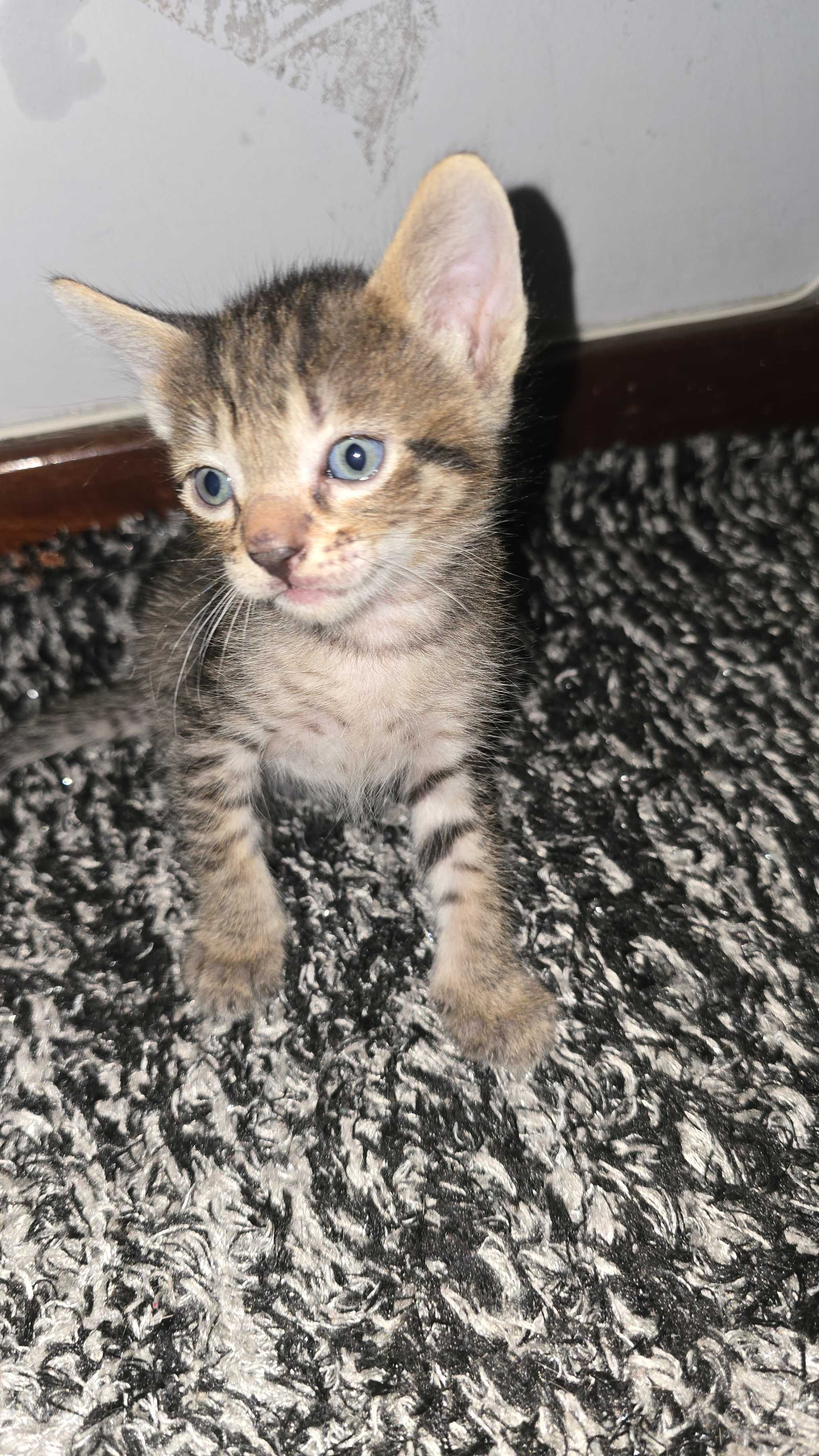 Gatos bebés para adopção