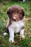 Szczenię Border Collie, piesek czekoladowo-biały, ZKwP/FCI