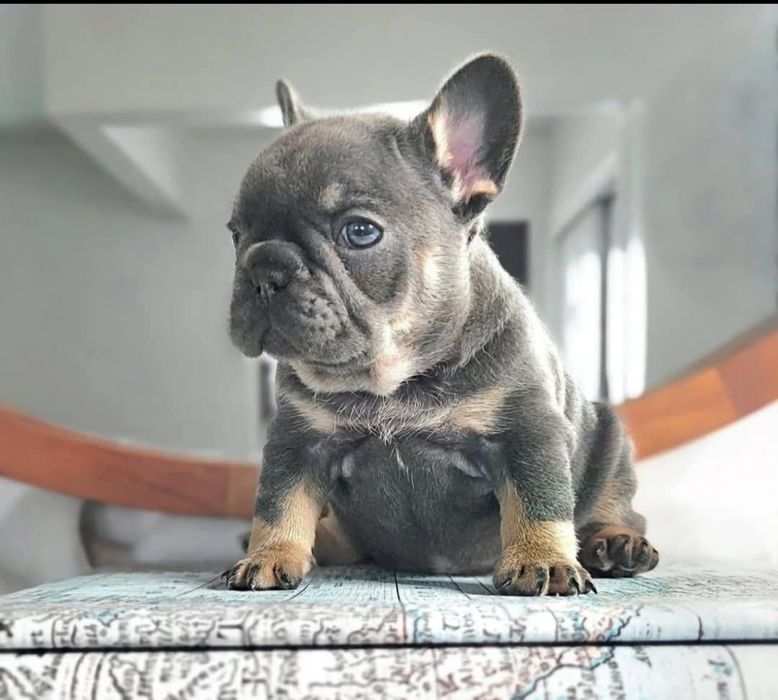 Віп Малишка.   французька