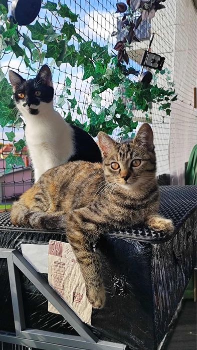 Orlik i Czajka do adopcji!