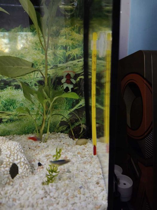 Szklany Termometr Akwariowy Jeneca AT03 Cienki,Wodoszczelny Przyssawka