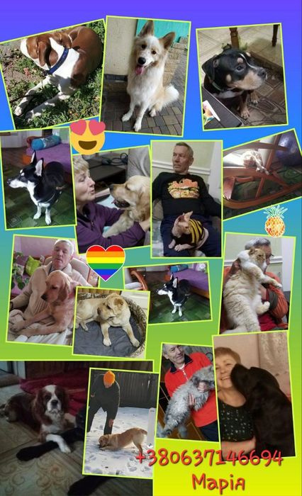 Перетримка собачок та котиків