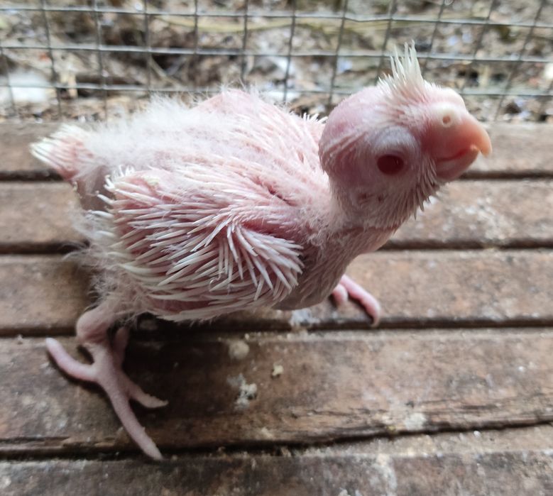 Caturras jovens para criar á mão.