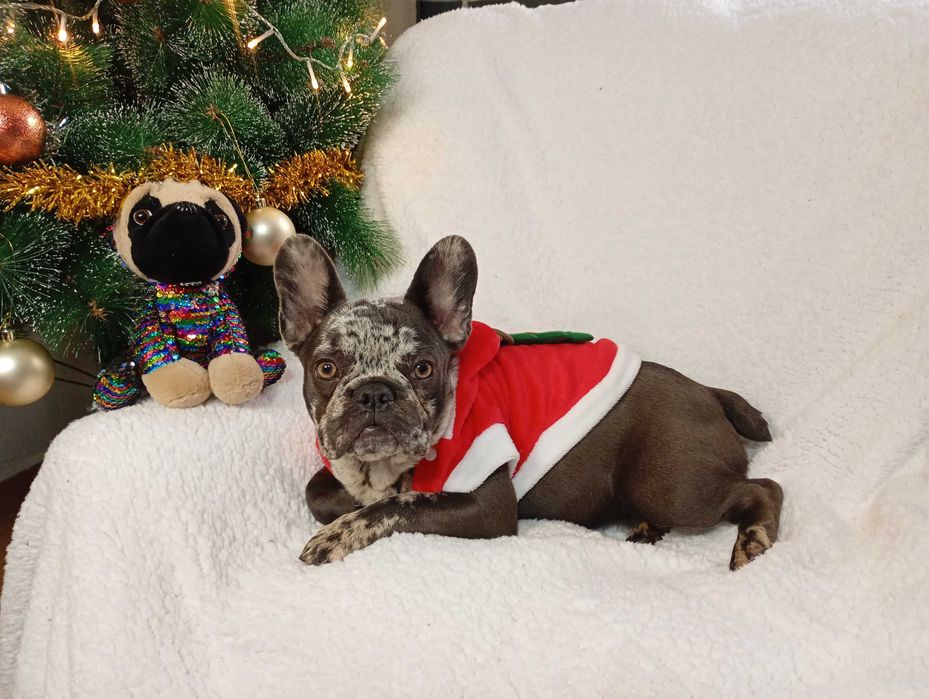 Bulldogue francês fêmea merle