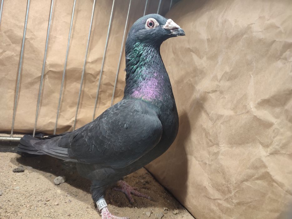 Pocztowe staropolskie czarne tygrysy