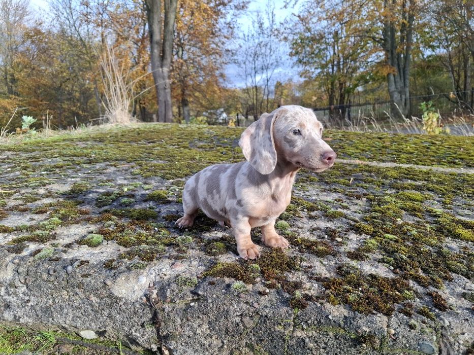 jamnik miniaturowy piesek