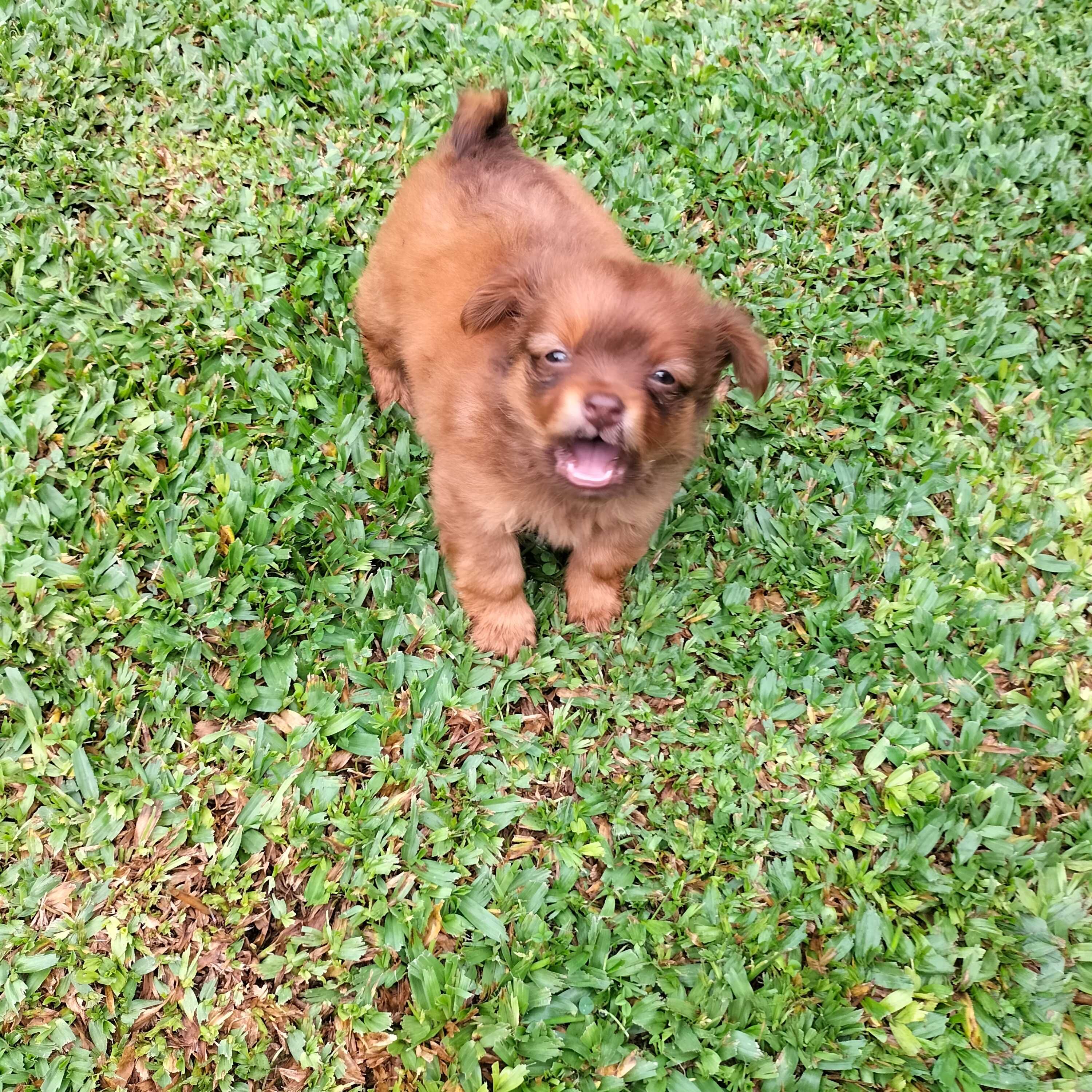 Chihuahua xx macho